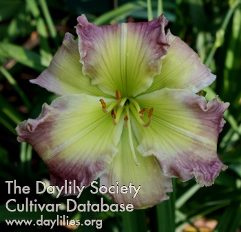 Daylily Expect the Unexpected
